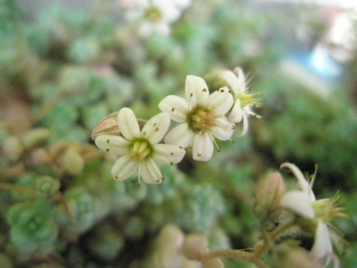 Sedum brevifolium - macro floare