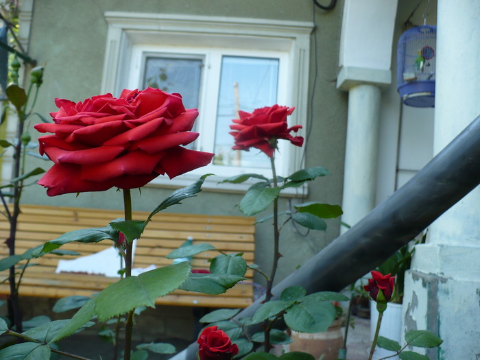 Picture 013