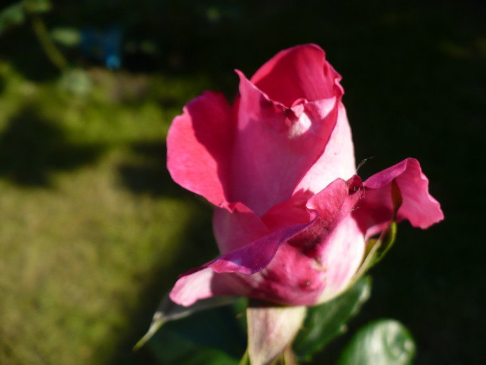 Picture 019