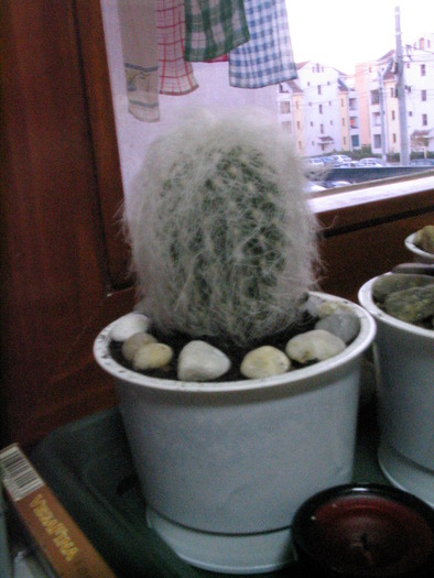 IMG_5818 - cactusi