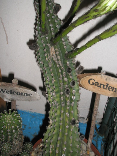 Echinopsis - bobocii - Echinopsis