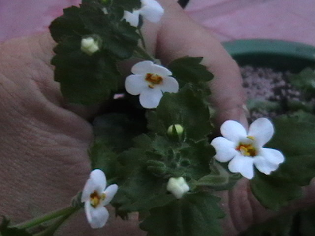 bacopa
