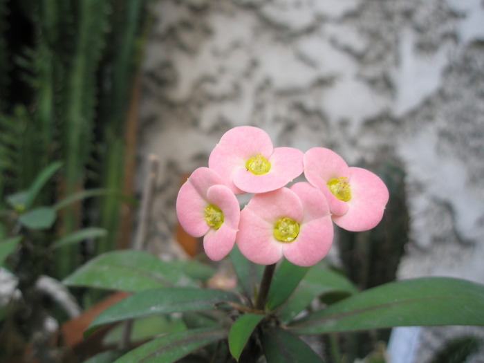 Euphorbia croizatii - 27.05 - SUCULENTE
