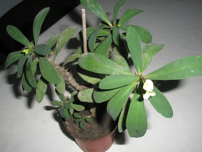 Euphorbia croizatii - 17.01 - SUCULENTE
