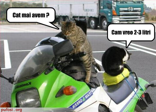 Poza-amuzanta-poze-amuzante-pisicile-se-plimba-cu-motorul-si-vor-sa-stie-cat-combustibil-mai-au-la-b - pisici amuzante