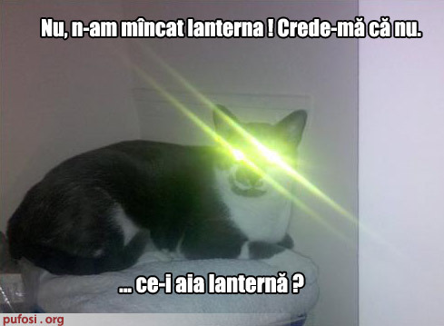 poze-amuzante-pisica-a-mancat-lanterna - pisici amuzante