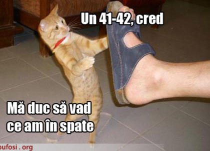 poze-amuzante-pisica-vinde-pantofi - pisici amuzante