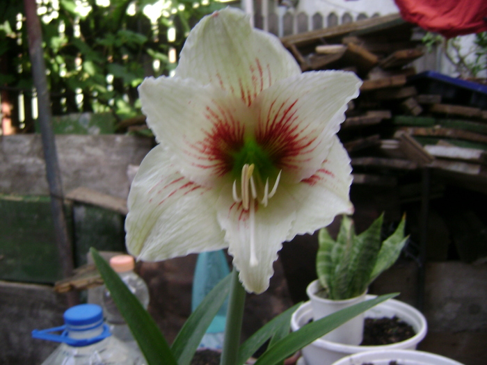 DSC04127 - amaryllis