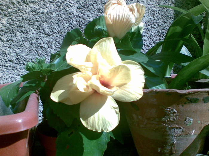 29052010(002) - hibiscus