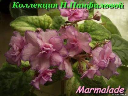 Marmalade