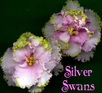 Silverglade Swans