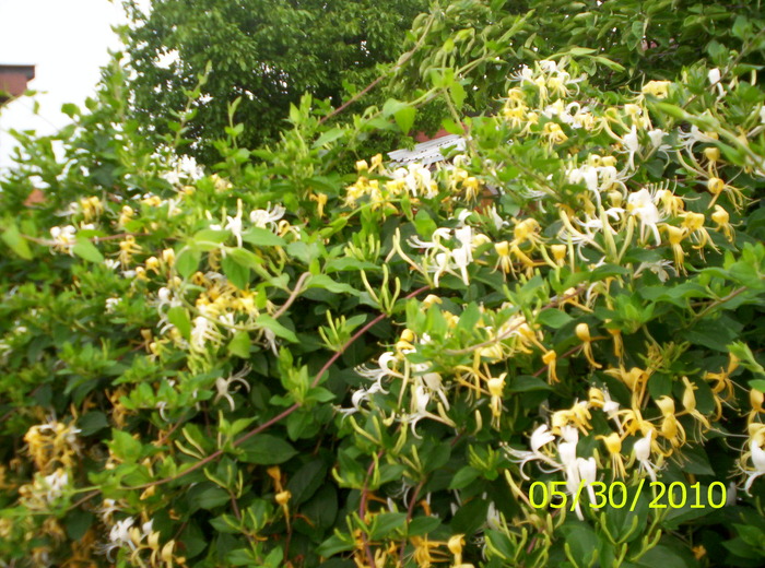 Lonicera caprifolium; mireasma lor se simte in toata curtea
