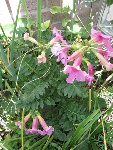 Incarvillea 29 mai 2010 - plante diverse