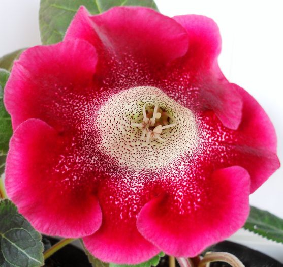 Tigrina Red A - Gloxinii 2010