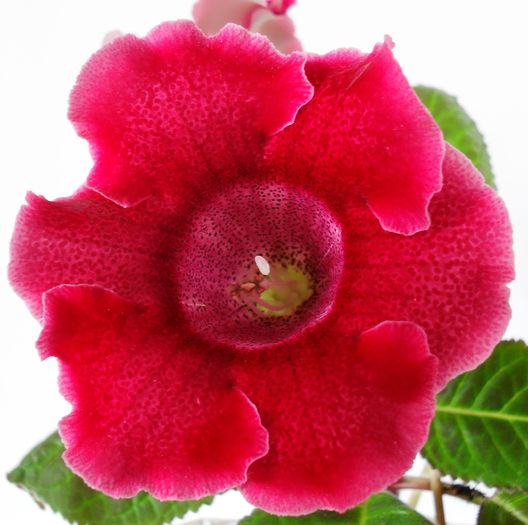 Tigrina Red L - Gloxinii 2010
