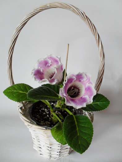 SDC11019 - Gloxinii 2010