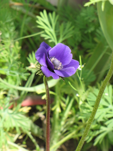 Anemona 29 mai 2010 - anemone