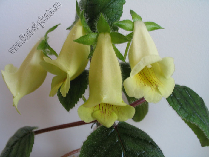 Sinningia Conspicua 15 - GLOXINIA _ SINNINGIA