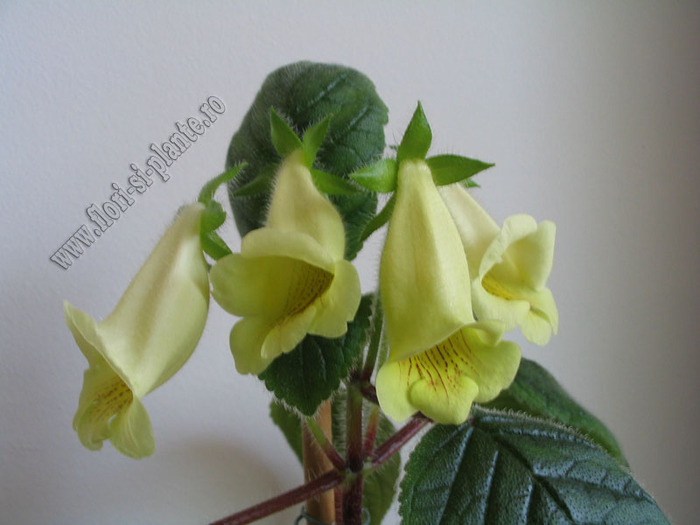 Sinningia Conspicua 16 - GLOXINIA _ SINNINGIA