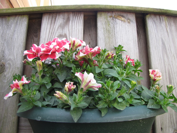 Petunii 29 mai 2010 (1)