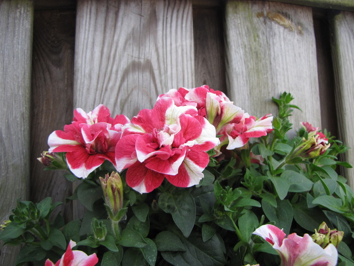 Petunii 29 mai 2010 (2)