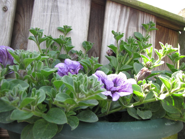 Petunii 29 mai 2010 (3)