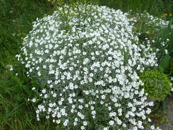 cerastium