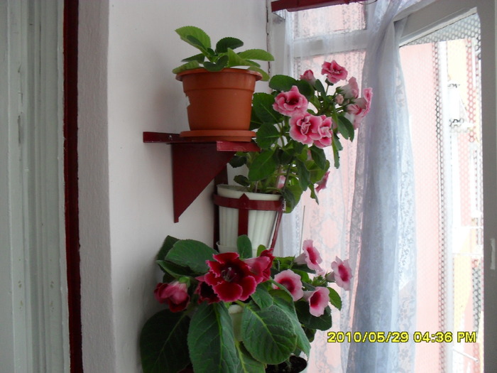  - Flori 2010