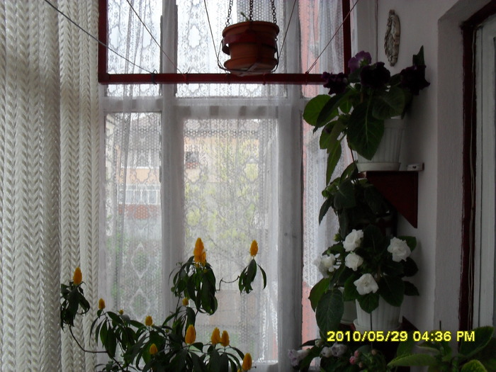  - Flori 2010