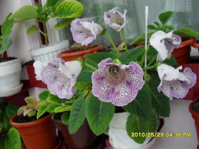  - Flori 2010