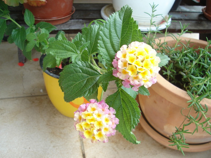 Lantana