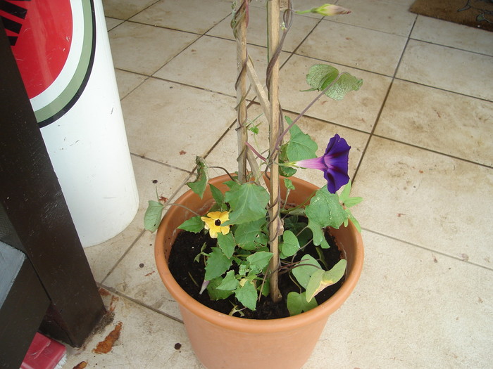 Thunbergia si zorele