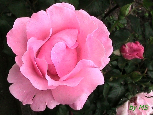 roz pal - TRANDAFIRI-10
