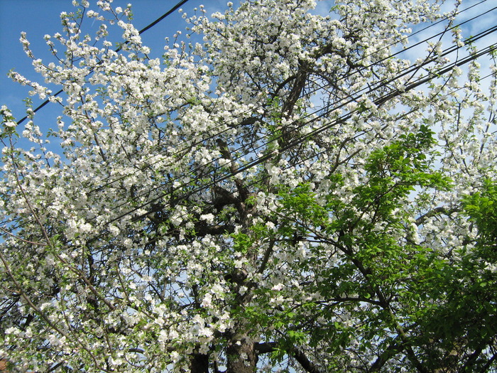 copac inflorit - Flori-splendori-culori