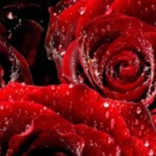 76-Red-Roses-150x150 - FLORI