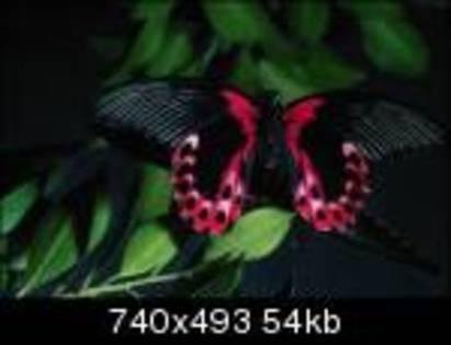 09butterfly55572yc9_th - FLUTURI