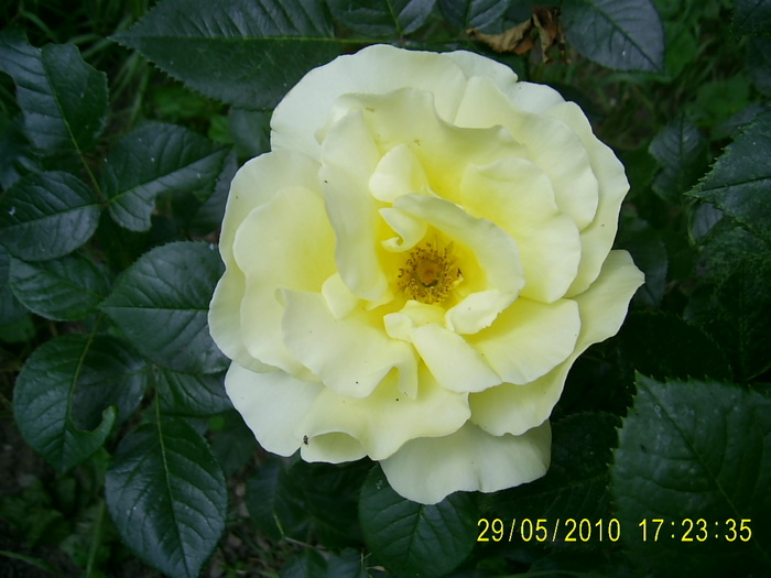PIC_0079 - Trandafirii lui Tusi