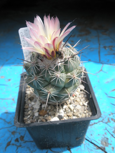 Coryphantha durangensis - 29.05 - Coryphantha