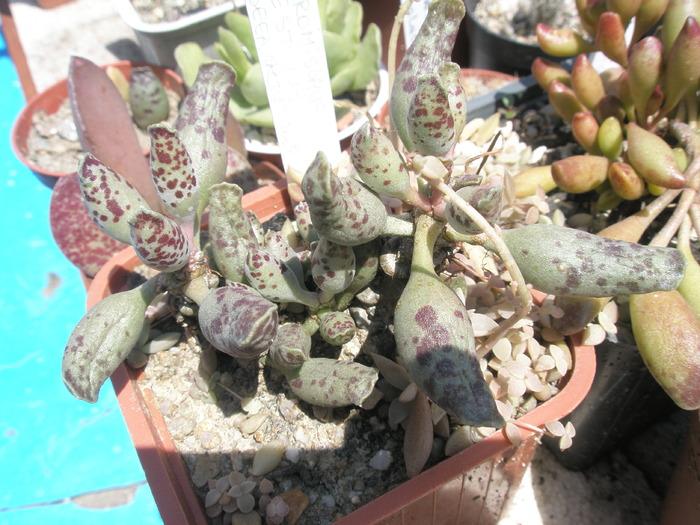 Adromischus festivus - 29.05 - Adromischus