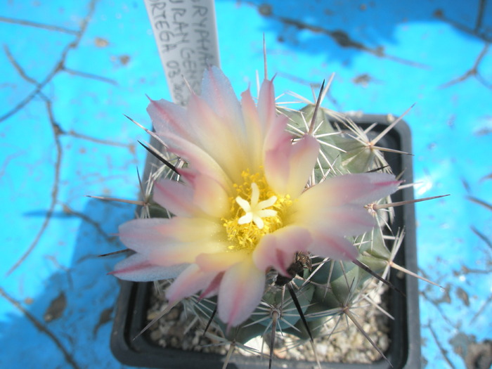 Coryphantha durangensis - floare - Coryphantha