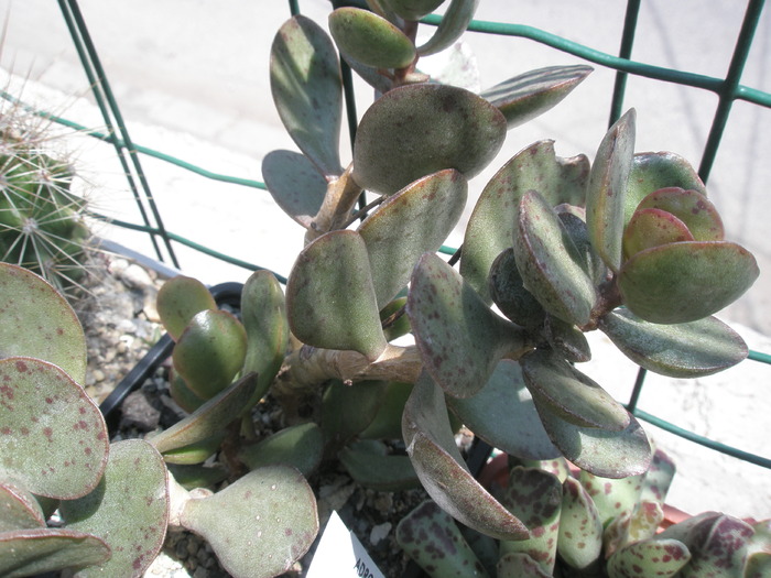 Adromischus hemisfericus - 29.05 - Adromischus