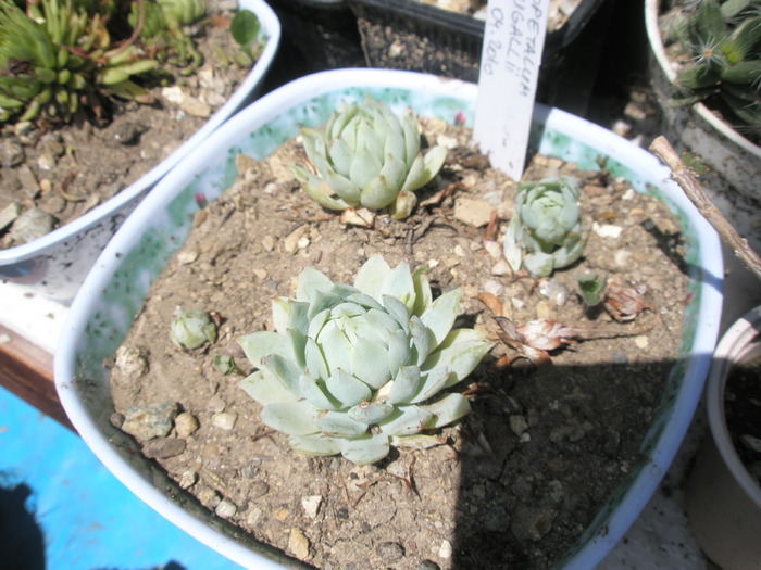 Graptopetalum macdowelii - 29.05 - Graptopetallum