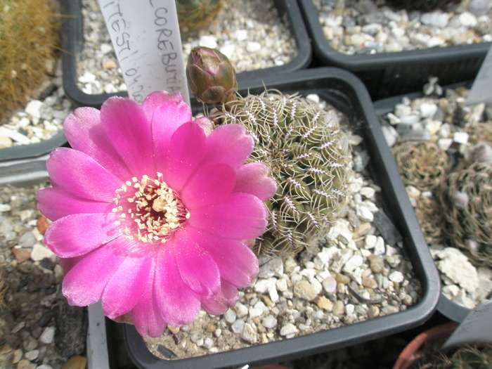 Sulcorebutia augustinii (poate!) - floare - Sulcorebutia