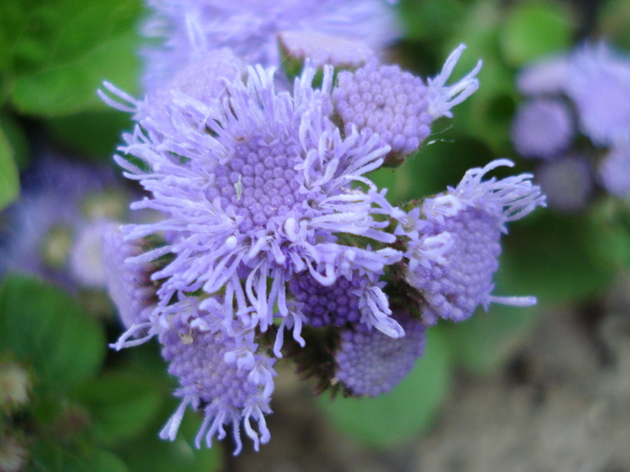 Flossflower_Bluemink (2010, May 29) - AGERATUM Houstonianum