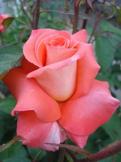 Rose Artistry (2010, May 29) - Rose Artistry