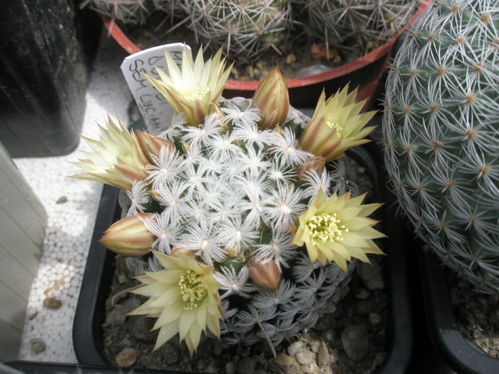 Mammillaria duwei (alta) - 29.05 - Mammillaria