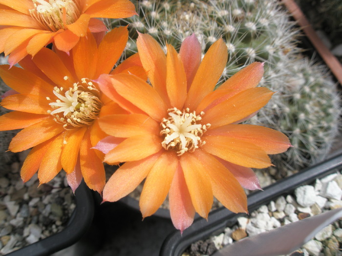 Rebutia flavistyla - floare - Rebutia