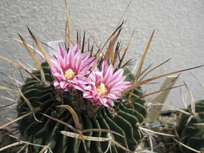 Echinofossulo nr. 2 - 29.05 - Echinofossulocactus