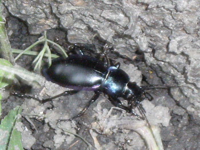 casa, simpozion, ocea 091 - fauna