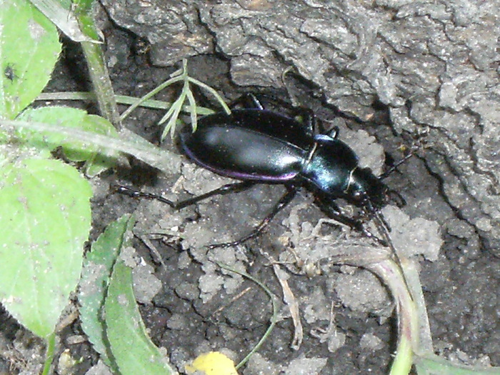 casa, simpozion, ocea 092 - fauna